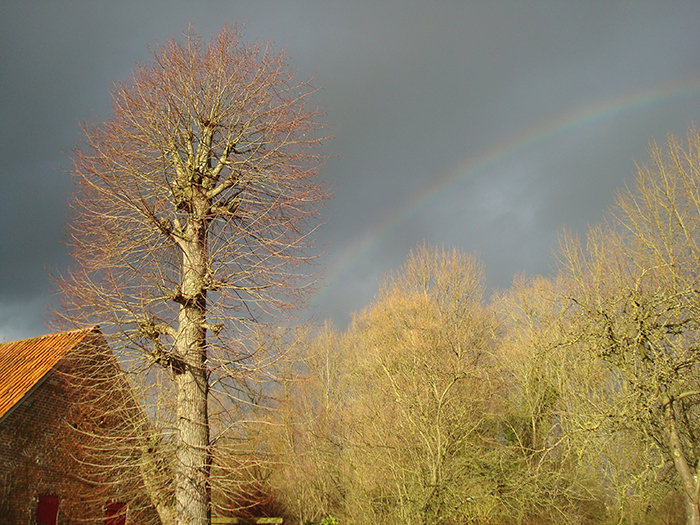 Tallest lime tree next to the mill after heavy pruning, winter