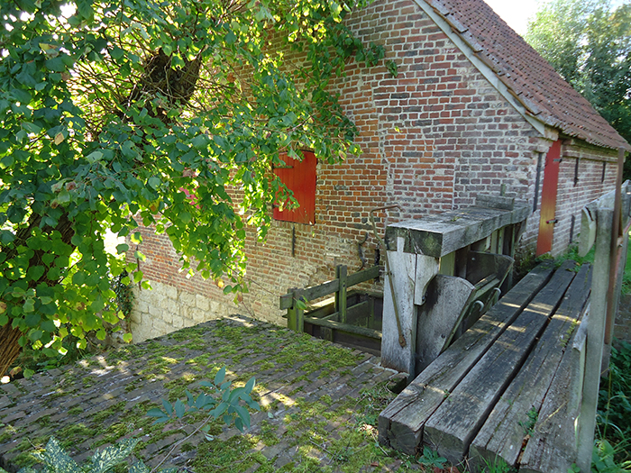 Inclined lime tree giving shade to the dam and head race, summer
