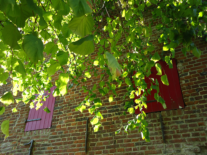 Inclined lime tree giving shade to the dam and head race, summer