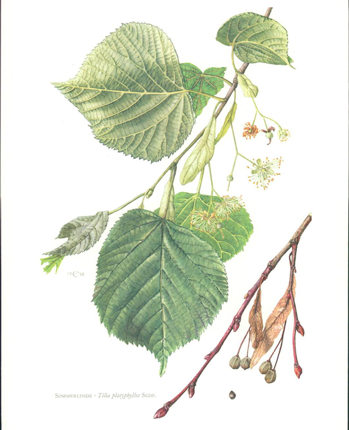 Tilia platyphyllos or broad-leaved lime tree
